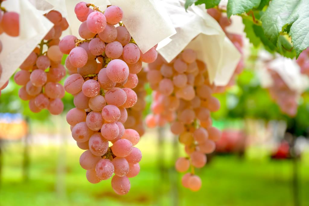 The Hidden Elegance of Japanese Wine